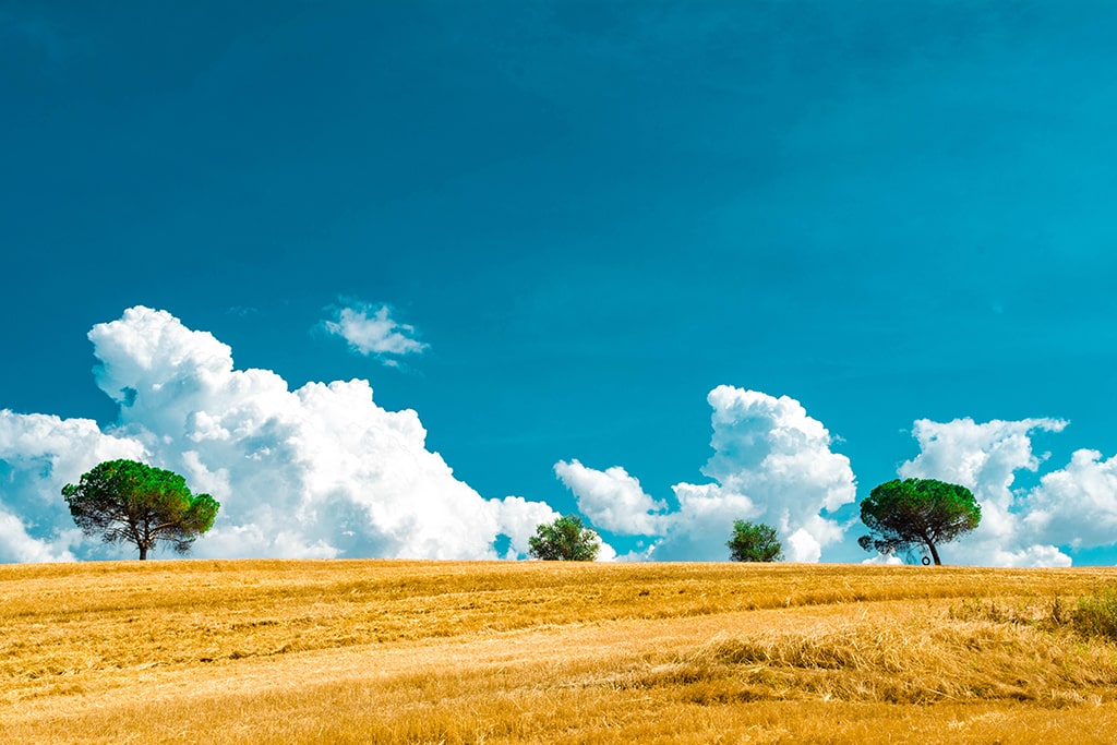 campo di grano