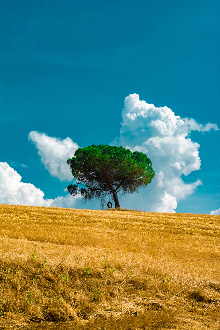campo di grano